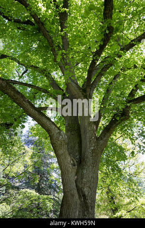 Sommer-Linde, Sommerlinde, Linde, Blick ins Blätterdach, Baumkrone, Tilia platyphyllos, Tilia grandifolia, large-leaved lime, Large Leaved Lime, large Stock Photo