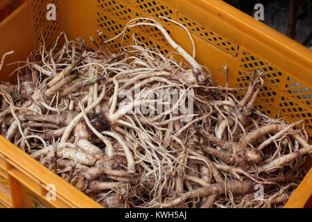 Raw Korean Ginseng for sell at market Stock Photo