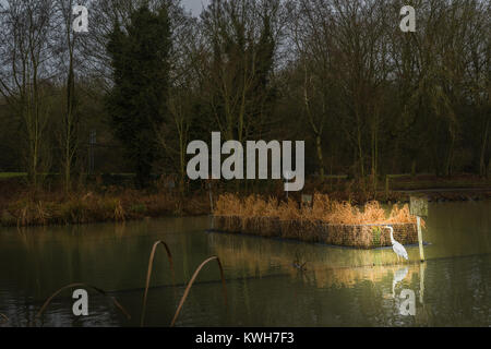 A heron waits patiently in the water on a dreary, misty winter day at the boating lake, Corby, England. Stock Photo