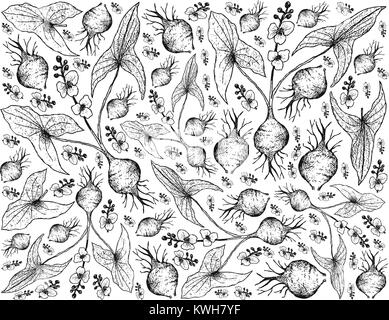 Root and Tuberous Vegetables, Illustration Hand Drawn Sketch of Broadleaf Arrowhead or Sagittaria Latifolia Plant Isolated on White Background. Stock Vector