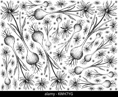 Root and Tuberous Vegetables, Illustration Hand Drawn Sketch of Camas, Camassia, Quamash, Indian Hyacinth, Camash or Wild Hyacinth Plant Isolated on W Stock Vector