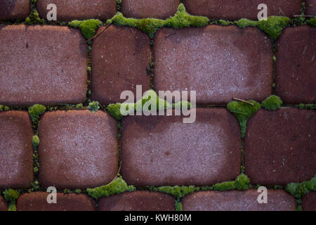 red bricks wall with moss for background Stock Photo