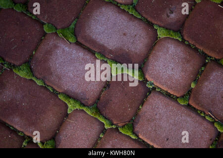 red bricks wall with moss for background Stock Photo