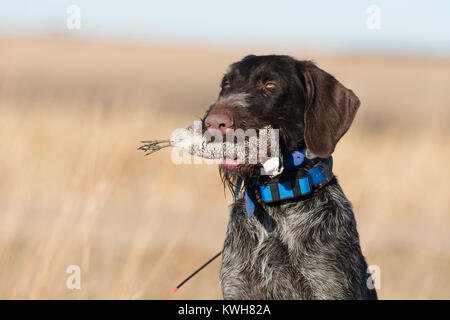 A German Wirehaired Pointer retrieving a Bobwhite Quail in Kansas on a hunt Stock Photo