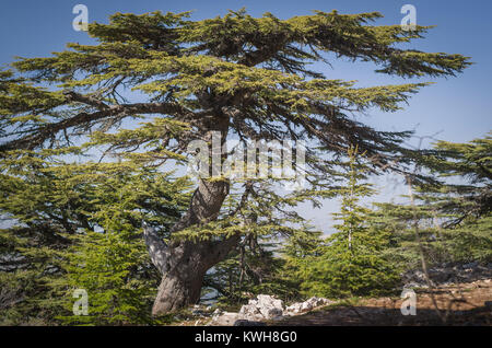 Trees of Al Shouf Cedar Nature Reserve Barouk in mount Lebanon Middle east Stock Photo