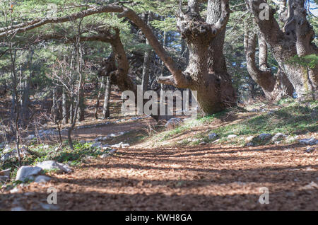 Trees of Al Shouf Cedar Nature Reserve Barouk in mount Lebanon Middle east Stock Photo