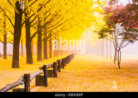 Autumn in Korea.Row of yellow ginkgo tree in Nami Island, Seoul Korea Stock Photo