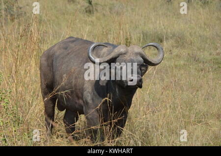 Adult male African Buffalo at Nairobi National Park. The African Buffalo is a member of the big five game animals. Stock Photo