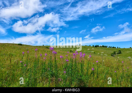 Flowering medicinal plant Blooming sally (Epilobium angustifolium) on the summer meadow on a blue sky with white clouds background Stock Photo
