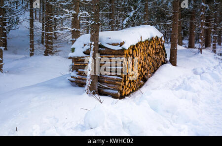 sawn trees covered with snow in the forest in winter Stock Photo