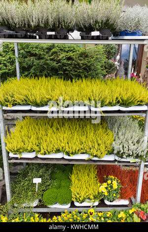 Store shelves with colorful blooming yellow heather and other decorative plants in pots closeup Stock Photo