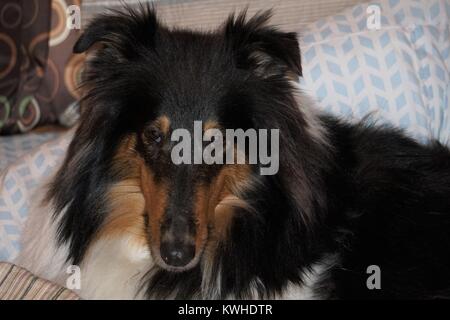 Tri-Color Collie Closeup Stock Photo