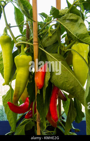 Bush with red chillies growing on it. Stock Photo