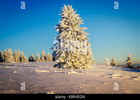 A snow covered fir tree glowing in the sunset lights on top of the 'Stübenwasen' in the black forest. A perfect winter day.