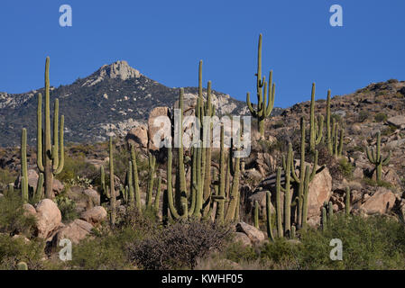 Saguaro cactus, (Carnegiea gigantea), grow in the foothills of the Santa Catalina Mountains, a forest covered Sky Island, in the diverse eco system of Stock Photo