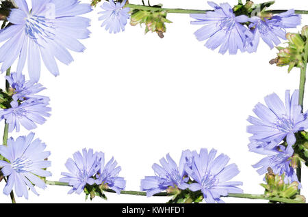 Arrangement of light blue flower, isolated on a white background. Closeup. Big shaggy flower for design. Stock Photo