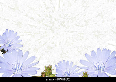 Arrangement of light blue flower, isolated on a white background. Closeup. Big shaggy flower for design. Stock Photo