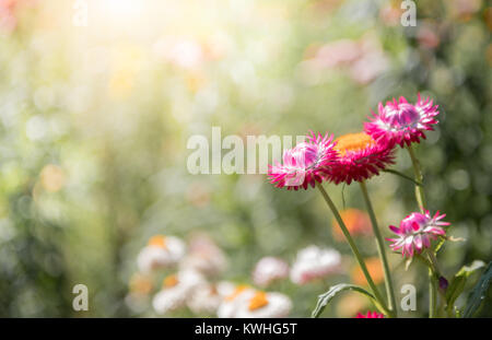 beautiful red straw flower on nature bcakground and sun light, soft focus Stock Photo
