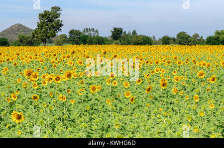 beautiful sunflower fields, the Famous Attractions flower on winter in Lop buri province Stock Photo