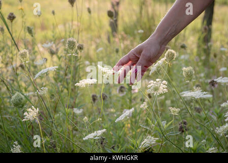 woman in field of wildflowers touching queen annes lace flower with hand Stock Photo