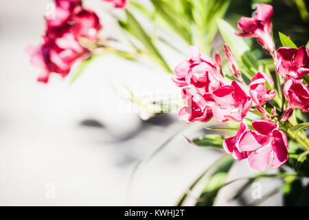 Pretty red  blooming on light background, front view Stock Photo