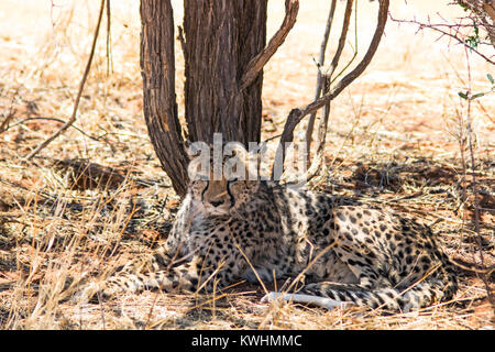 Cheetah relaxing under a tree in Okonjima National Park, Namibia