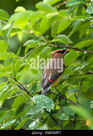 A lone Cedar Waxwing bird, Bombycilla cedrorum, perched in a crabapple tree eating fruit. Stock Photo