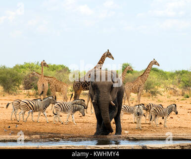 Elephant, zebra and giraffe in Etosha National Park, Namibia.. The elephant is at a waterhole and the zebra and giraffes are waiting for their turn