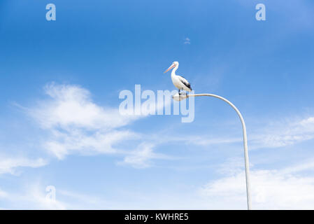 A Pelican Reclines on a Pole Stock Photo
