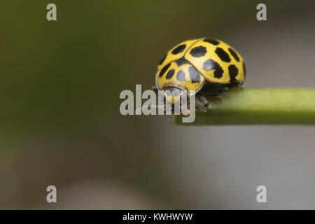 22-spot Ladybird (Psyllobora 22-punctata) perched on the end of a plant stem. Thurles, Tipperary, Ireland. Stock Photo