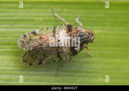 Dorsal view of the planthopper (Cixius nervosus) on a blade of grass. Thurles, Tipperary, Ireland. Stock Photo