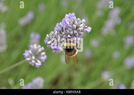 Bumble Bee taking nectar from a lavender plant in July 2014 in West Sussex Stock Photo