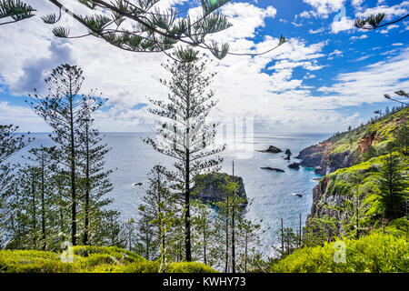 Norfolk Island, Australian external territory, Norfolk Island National Park, majestic Norfolk Island pines (Araucaria heterophylla) grow by the side o Stock Photo