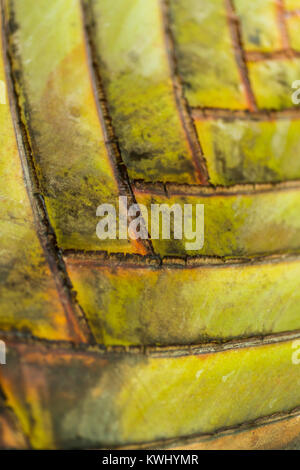 Cross-processed patterns on a palm tree Stock Photo