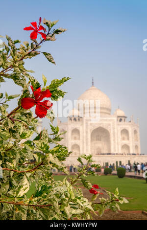 In the gardens of The Taj Mahal, Agra, India. Built by the Mughal emperor Shah Jahan, the mausoleum houses his wife's tomb Stock Photo