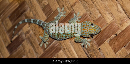 Tokay chasing prey on the ceiling Stock Photo