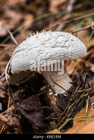 Close Up White Mushroom Stock Photo