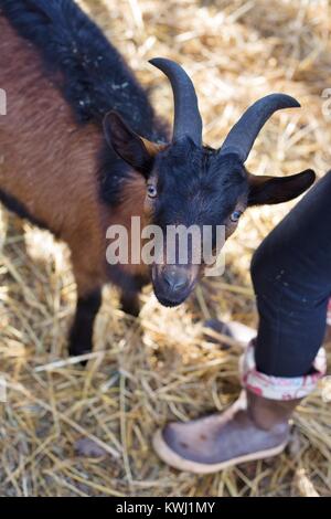 A small brown and black goat standing on straw, next to a person's leg. Stock Photo