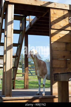 A brown and white goat standing on playground equipment. Stock Photo
