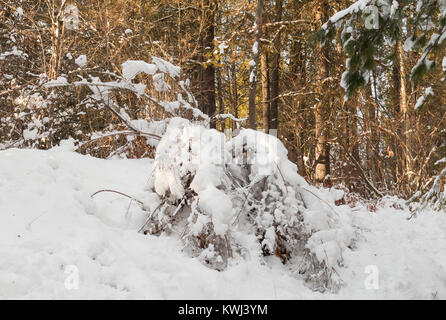 Snow covered bush or small tree in the West Kootenay region of British Columbia Stock Photo