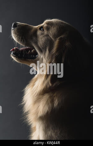 Portrait of dogs Stock Photo
