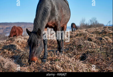 horses grazing in a meadow in the mountains Stock Photo