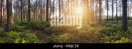 Panorama landscape of forest with sun rays Stock Photo