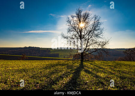 Silhouette of a tree on a sunny winter afternoon Stock Photo