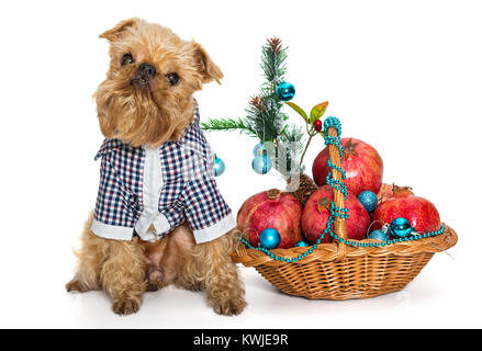 Dog breed Brussels Griffon and a basket of pomegranate, isolated on white background Stock Photo