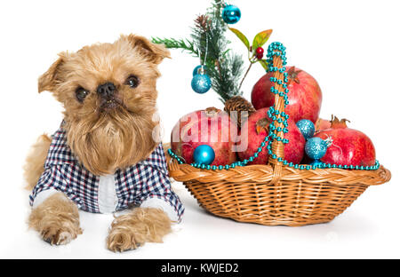 Dog breed Brussels Griffon and a basket of pomegranate, isolated on white background Stock Photo