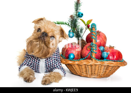 Dog breed Brussels Griffon and a basket of pomegranate, isolated on white background Stock Photo