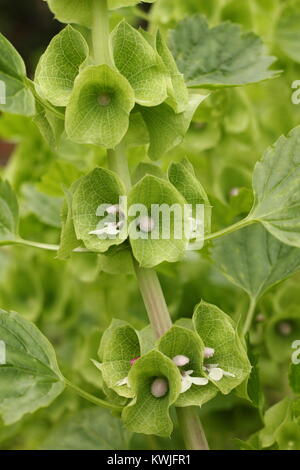 Fresh green flowers of Moluccella laevis, or Bells of Ireland, annual plant blooming in an English garden border late summer, England, UK Stock Photo