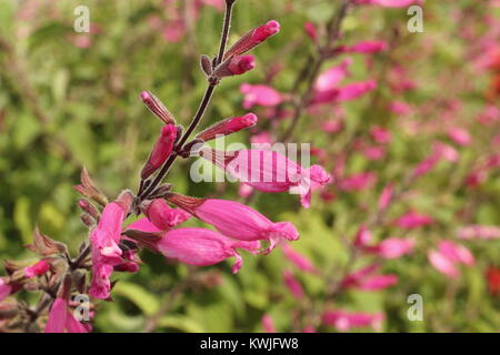 Salvia involucrata 'Bethellii', also called Roseleaf sage, in flower in a late summer garden border - September, UK Stock Photo