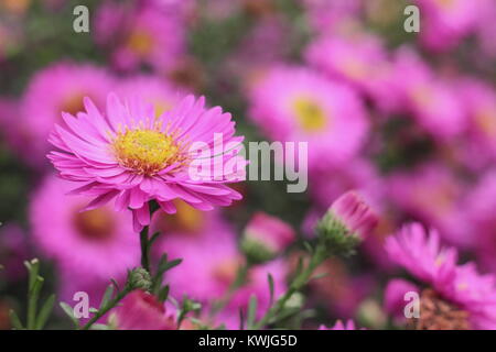 Symphyotrichum novi-belgii 'Jenny', a striking pink aster, or Michaelmas daisy, in flull bloom in the front of a garden border, September, England UK Stock Photo